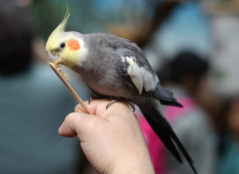 tame cockatiel