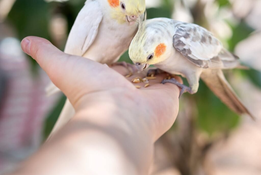 cockatiel feeding in hand