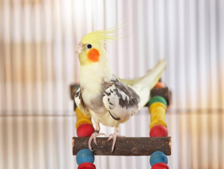 cockatiel toys