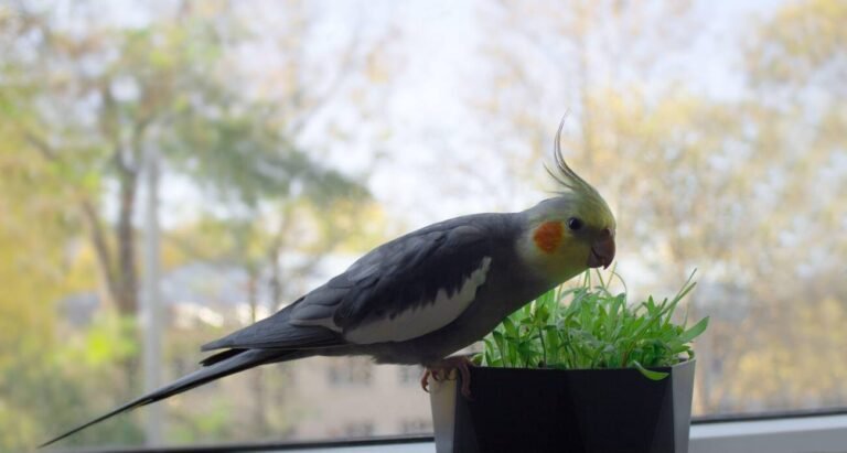 cockatiel