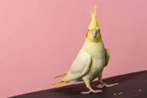 cockatiel