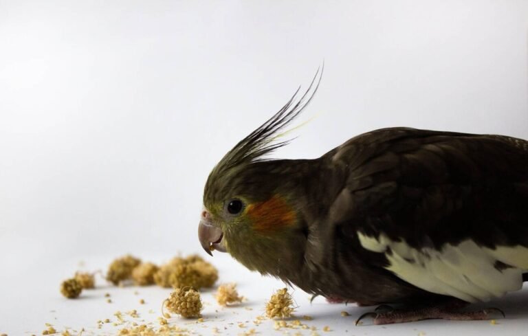 cockatiel food