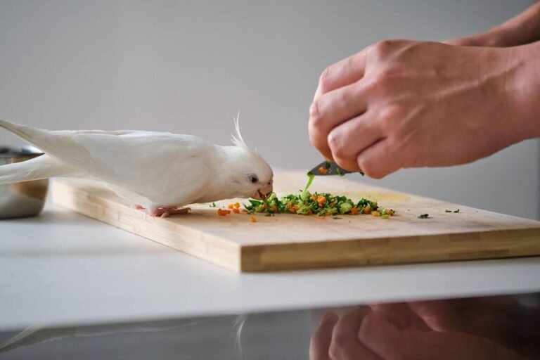 cockatiel eat vegetables