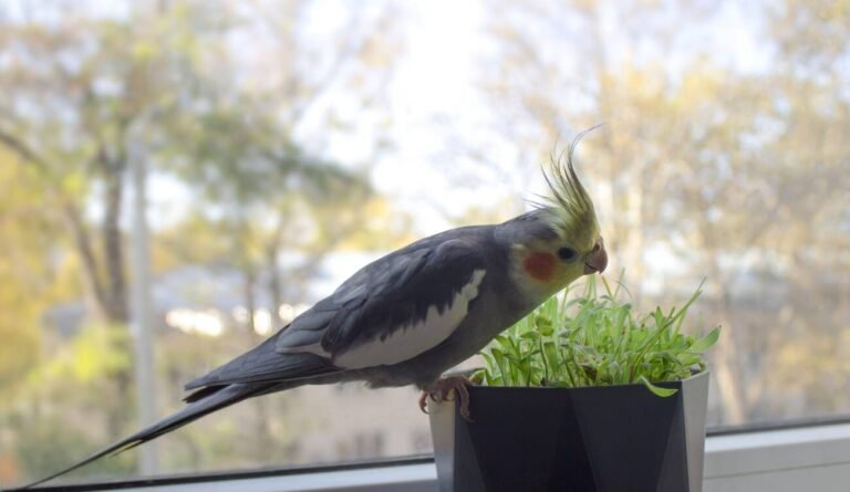 cockatiel vitamin