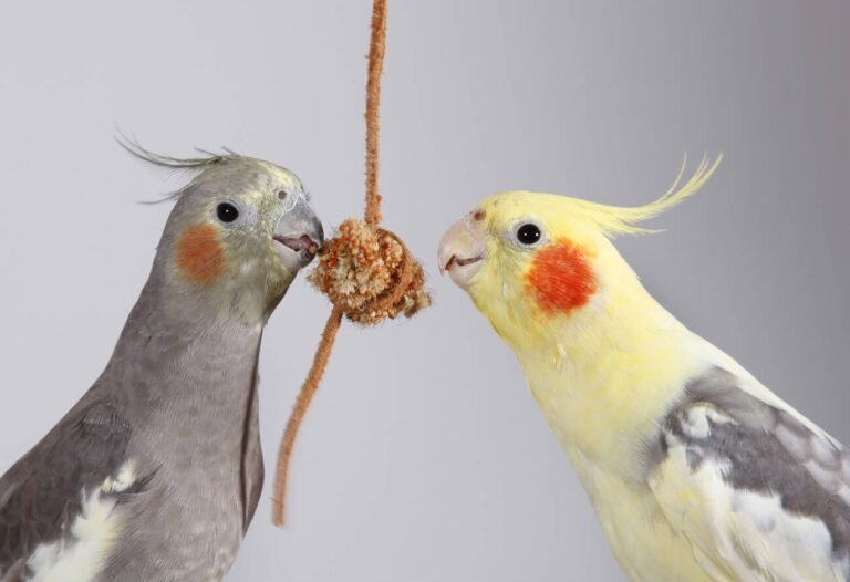 cockatiel feeding habit