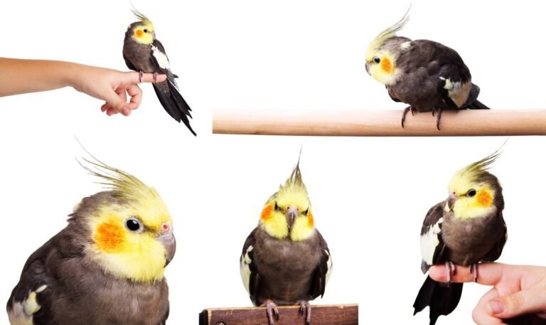 cockatiel free fly training