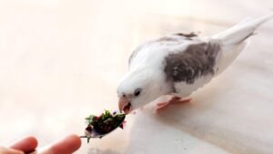 cockatiel treat