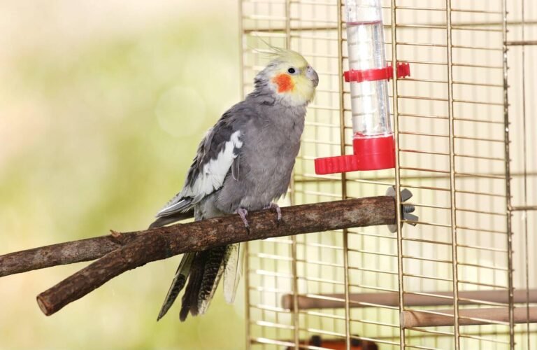 cockatiel pure water