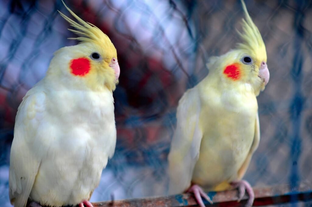 male and female cockatiel behavior