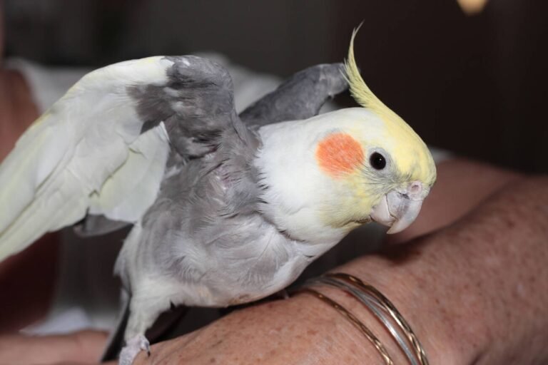 cockatiel free fly