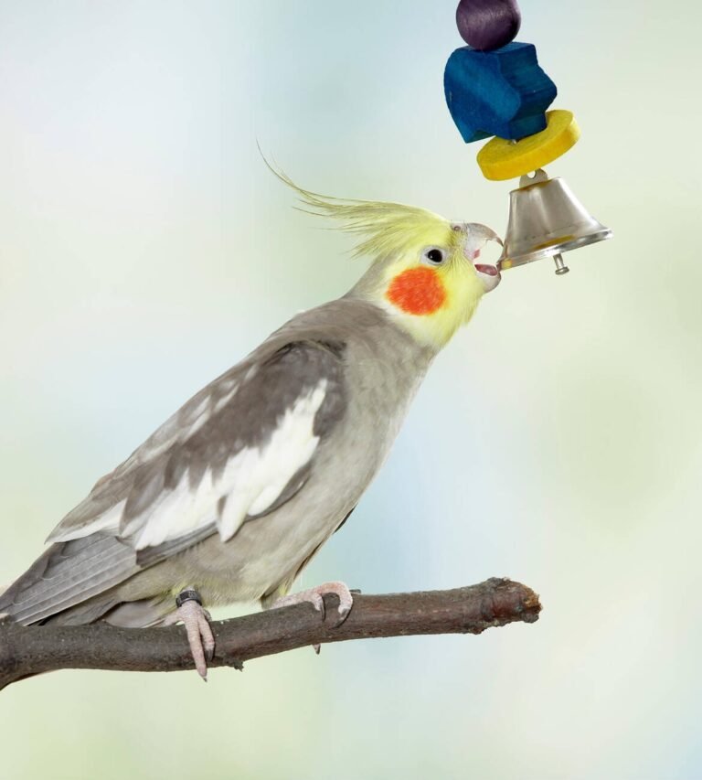 cockatiel toys