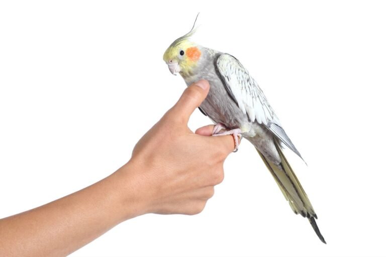 cockatiel in hand