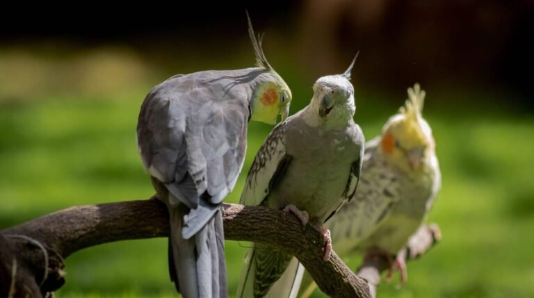 male and female cockatiel