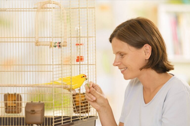 parakeet cage accessories