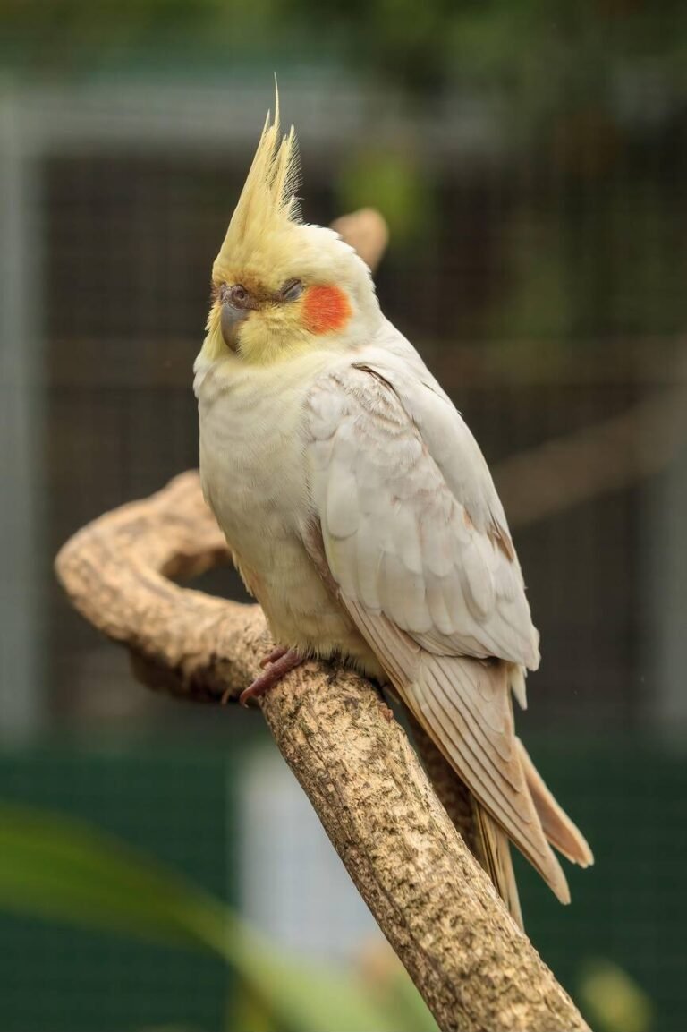 sick cockatiel