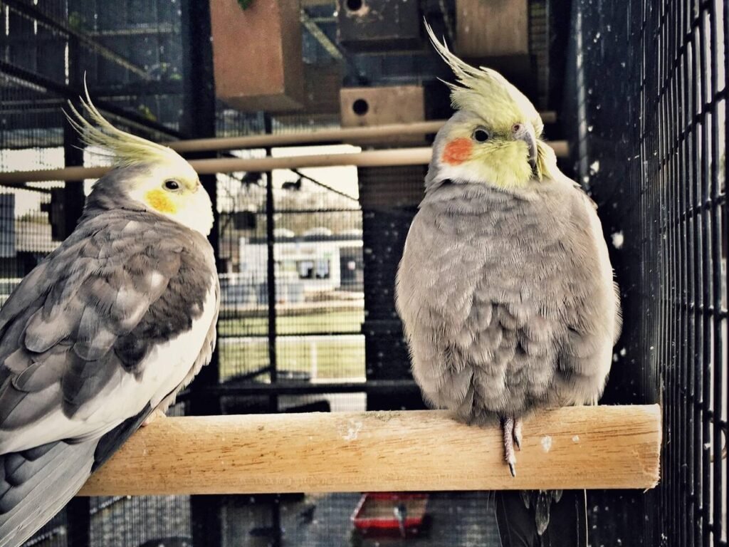 cockatiels