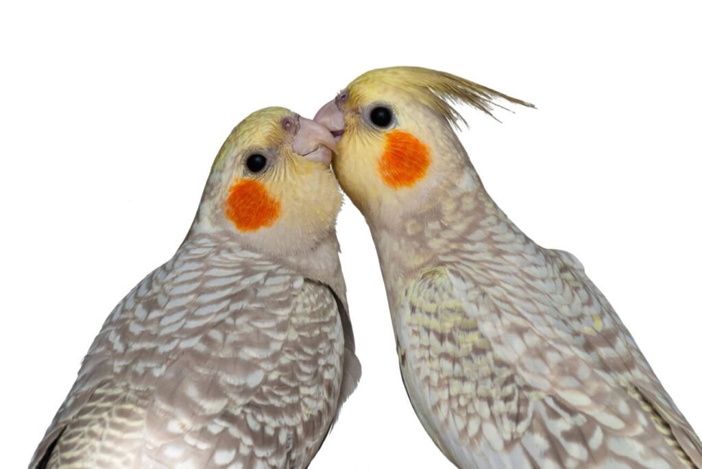 cockatiel pair