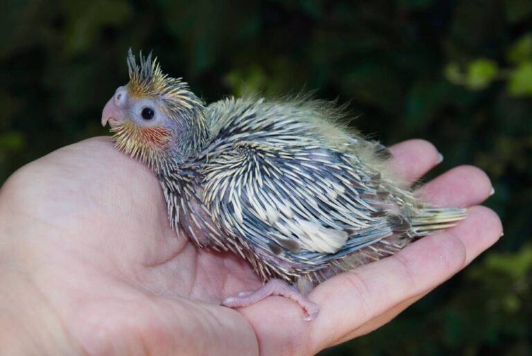 baby cockatiel sick