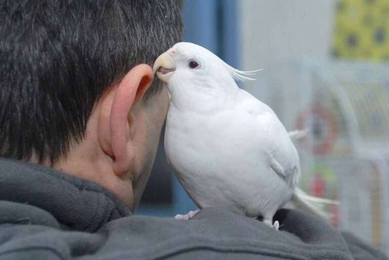 bond with pet cockatiel bird